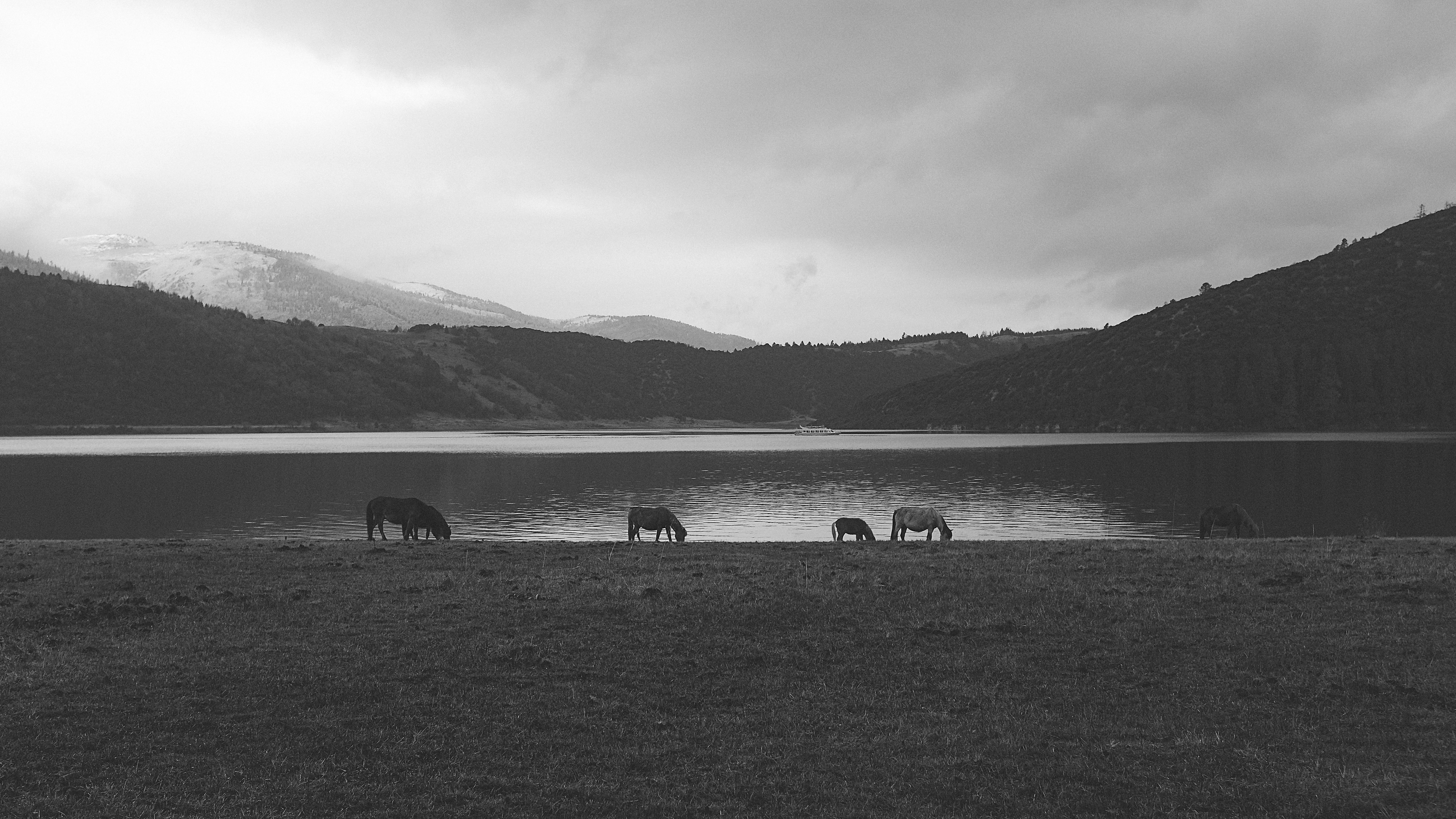 scale grey photography of animals